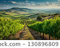 Majestic landscape of a large vineyard with endless rows of grapevines leading to rolling green hills. 130896809