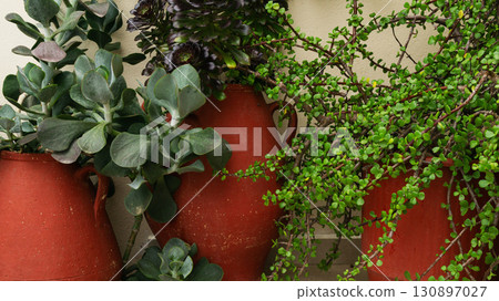 Succulents in terracotta pots enhance outdoor spaces in Greece with a traditional eco-friendly charm 130897027