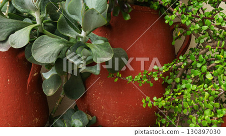 Succulents in terracotta pots create a serene outdoor space in Greece 130897030