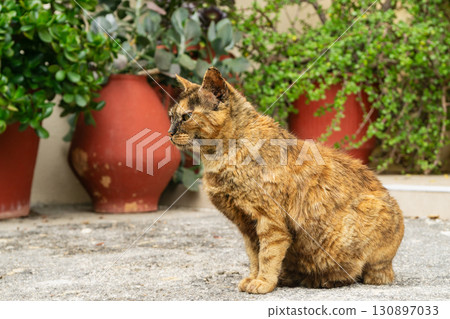 Curious cat sitting among succulents and plants in a sunny outdoor space Curious cat sitting among succulents and plants in a sunny outdoor space 130897033