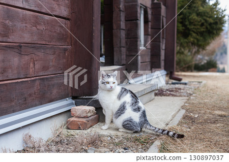 Adopt a loving cat for a warm and eco-friendly family home experience 130897037