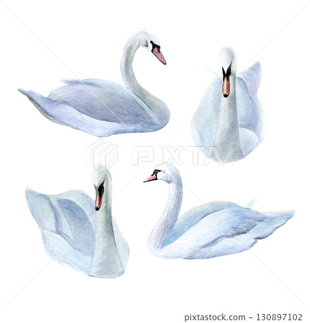 Set of swans. Watercolor of white birds isolated on a white background. Good for postcards, invitations, greeting cards 130897102