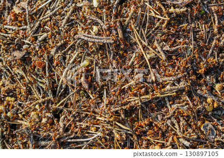 Close-up of busy red wood ants on forest mound with twigs, needles, and organic debris 130897105