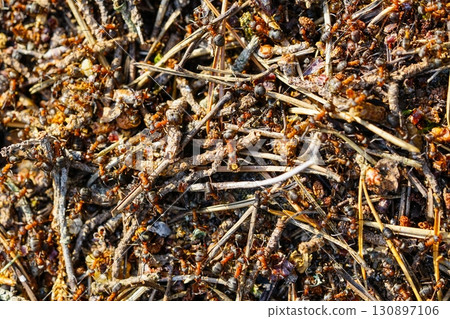 Macro close-up of red wood ants Formica rufa crawling over twigs and needles on a forest mound 130897106