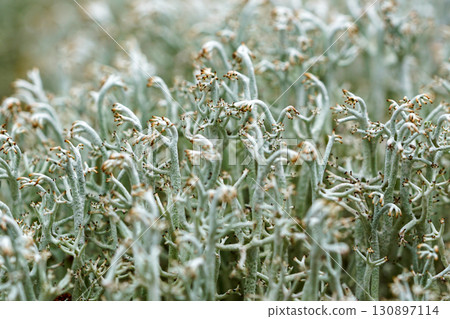 Macro of Cladonia rangiferina reindeer lichen showing branching structures in natural habitat 130897114