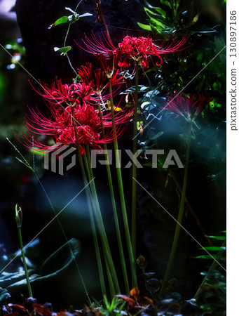 花開在另一邊 130897186