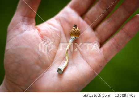 Dried hallucinogenic psilocybin mushroom in man hand Dried hallucinogenic psilocybin mushroom in man hand 130897405