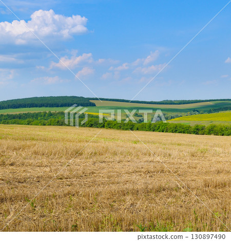 Rural landscape with a golden wheat field under a blue sky. 130897490