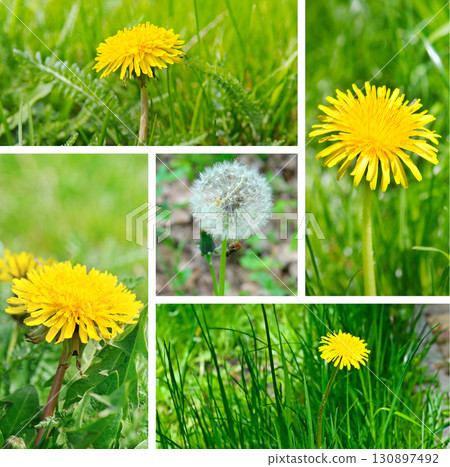 Dandelion with a fluffy seed head and vibrant yellow flowers. Dandelion with a fluffy seed head and vibrant yellow flowers. 130897492