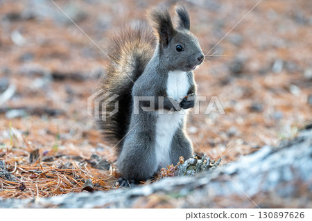 Hokkaido Wildlife Hokkaido Squirrel Hokkaido Wildlife Hokkaido Squirrel 130897626