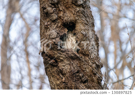 Hokkaido Wild Bird Wildlife Ezo Owl Hokkaido Wild Bird Wildlife Ezo Owl 130897825
