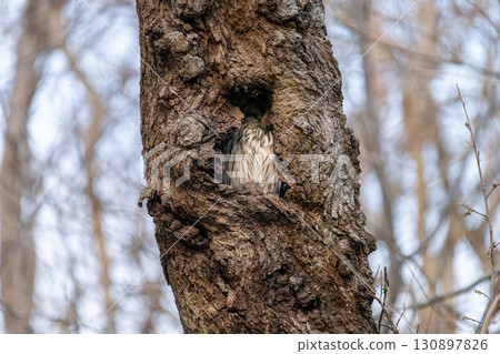 Hokkaido Wild Bird Wildlife Ezo Owl 130897826