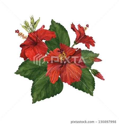 Watercolor illustration of a set of red hibiscus flowers. Tropical flowers for making postcards, invitations, designs, and packaging. 130897998