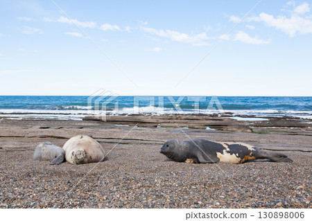 Elephant seals on beach close up, Patagonia, Argentina 130898006