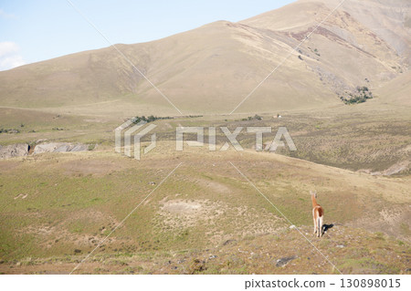 Guanaco from Torres del Paine National Park, Chile Guanaco from Torres del Paine National Park, Chile 130898015