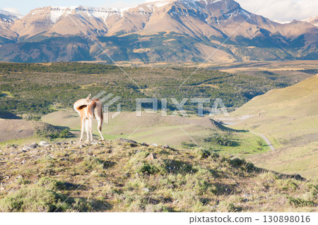 Guanaco from Torres del Paine National Park, Chile Guanaco from Torres del Paine National Park, Chile 130898016