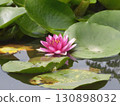 Water lily reflection on water surface 130898032