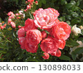 A red rose 130898033
