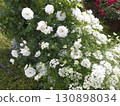 White Rose Flower 130898034