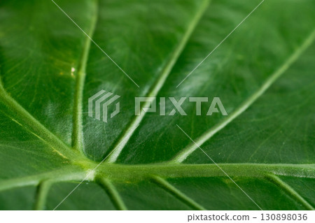 Close-up of a green leaf with thick veins 130898036