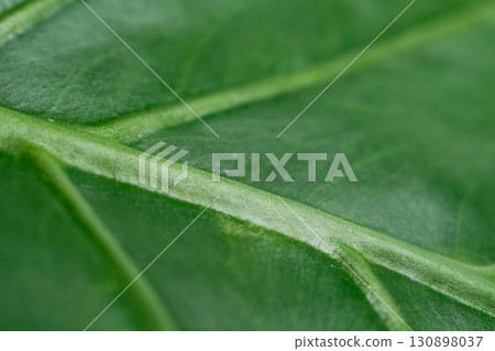 Close-up of a green leaf with thick veins Close-up of a green leaf with thick veins 130898037