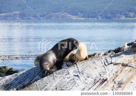 South American sea lion colony on Beagle channel 130898065