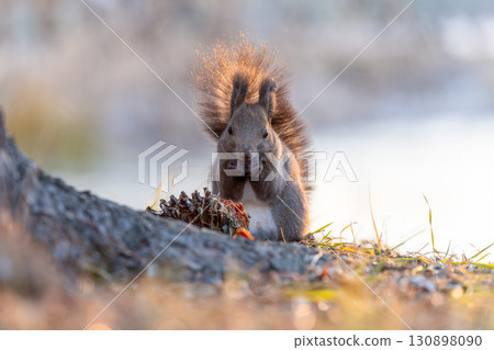 北海道野生動物蝦夷松鼠 130898090