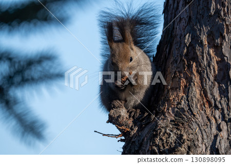 北海道野生動物蝦夷松鼠 130898095