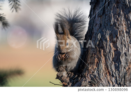 北海道野生動物蝦夷松鼠 130898096