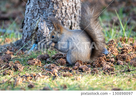 北海道野生動物蝦夷松鼠 130898097