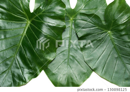 Close-up of large green leaves of Alocasia Close-up of large green leaves of Alocasia 130898125