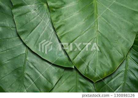 Close-up of large green leaves of Alocasia 130898126