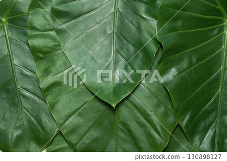 Close-up of large green leaves of Alocasia Close-up of large green leaves of Alocasia 130898127
