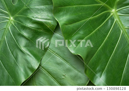 Close-up of large green leaves of Alocasia 130898128