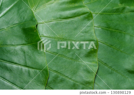 Close-up of large green leaves of Alocasia 130898129