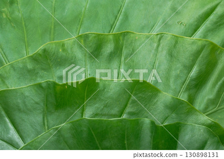 Close-up of large green leaves of Alocasia Close-up of large green leaves of Alocasia 130898131