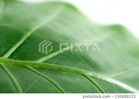 一片帶有粗脈的綠葉的特寫 一片帶有粗脈的綠葉的特寫 130898133