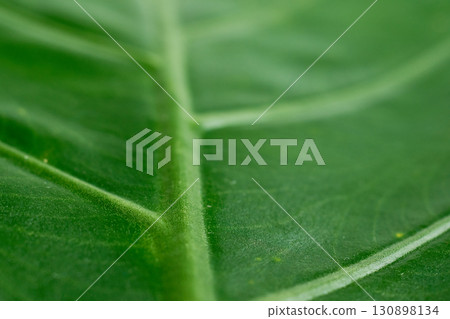 Close-up of a green leaf with thick veins Close-up of a green leaf with thick veins 130898134