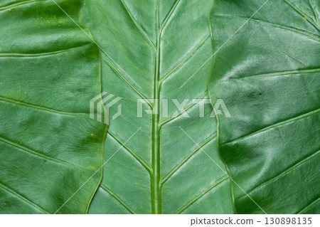 Close-up of large green leaves of Alocasia 130898135