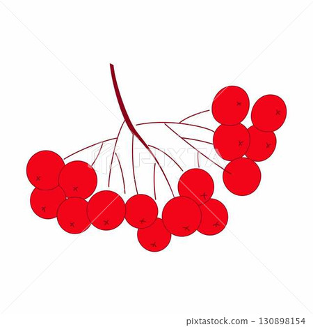 Bunch of red rowan berries on white background Bunch of red rowan berries on white background 130898154