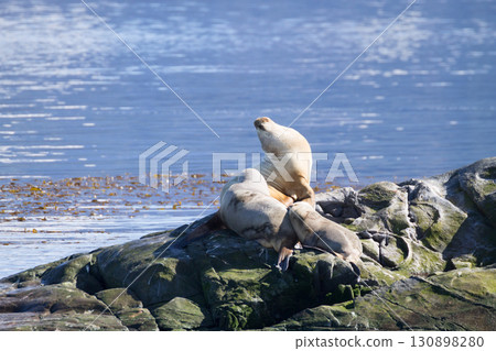 South American sea lion colony on Beagle channel 130898280