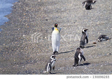 King penguin on Martillo island beach, Ushuaia 130898283