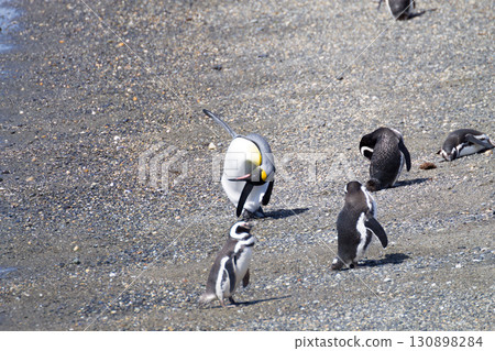 King penguin on Martillo island beach, Ushuaia 130898284