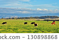 New Zealand Beef Farmland 130898868
