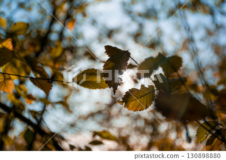Close-up of autumn leaves on a branch with sunlight shining through trees, creating a warm and natural seasonal atmosphere Close-up of autumn leaves on a branch with sunlight shining through trees, creating a warm and natural seasonal atmosphere 130898880