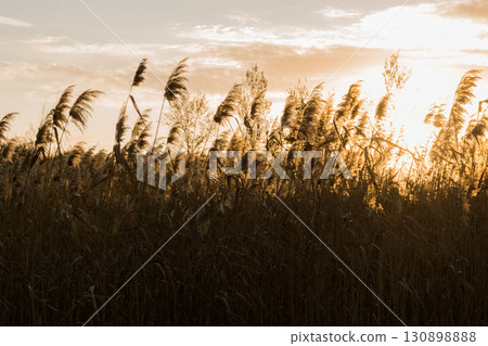 Golden reeds swaying in the wind against the warm sunset sky. Peaceful natural landscape with tall grass glowing in evening sunlight Golden reeds swaying in the wind against the warm sunset sky. Peaceful natural landscape with tall grass glowing in evening sunlight 130898888