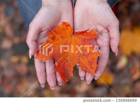 Female hands gently holding a bright orange maple leaf, symbol of autumn, nature beauty, and seasonal change 130898899