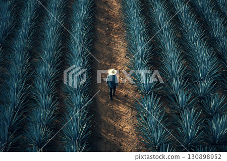 A male jimador in a sombrero walks in the middle of an agave plantation. Aerial view of an agave plantation 130898952