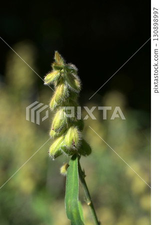 Sea cucumber Sea cucumber 130898997