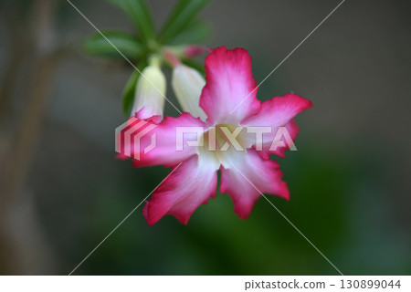 Adenium · obesum 130899044